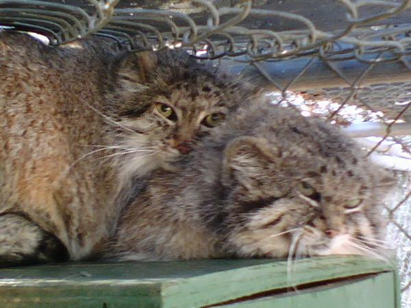 Любви все возрасты покорны Любви все возрасты покорны