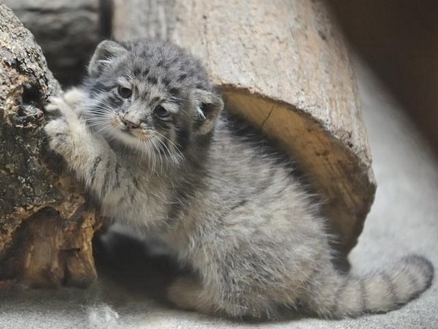 А что такое расческа? Она не кусается? А что такое расческа? Она не кусается?