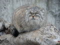 Фотогалерея: лучшие фото манула