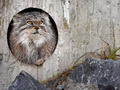 Фотогалерея: лучшие фото манула