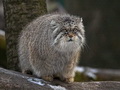Фотогалерея: лучшие фото манула