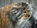Фотогалерея: лучшие фото манула
