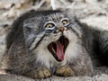 Фотогалерея: лучшие фото манула