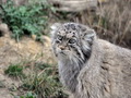 Фотогалерея: лучшие фото манула