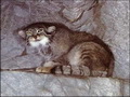 Фотогалерея: лучшие фото манула