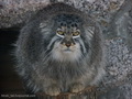 Фотогалерея: лучшие фото манула