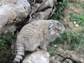 Фотогалерея: лучшие фото манула