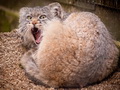 Фотогалерея: лучшие фото манула