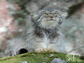 Фотогалерея: лучшие фото манула