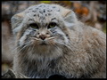 Фотогалерея: лучшие фото манула