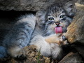 Фотогалерея: лучшие фото манула