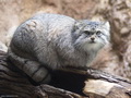 Фотогалерея: лучшие фото манула
