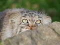 Фотогалерея: лучшие фото манула