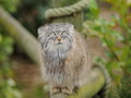 Фотогалерея: лучшие фото манула