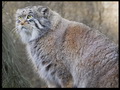 Фотогалерея: лучшие фото манула