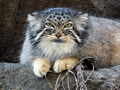 Фотогалерея: лучшие фото манула