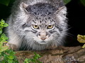 Фотогалерея: лучшие фото манула