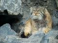 Фотогалерея: лучшие фото манула