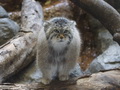 Фотогалерея: лучшие фото манула