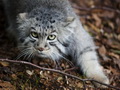 Фотогалерея: лучшие фото манула