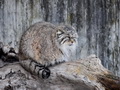 Фотогалерея: лучшие фото манула