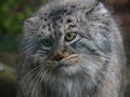 Фотогалерея: лучшие фото манула
