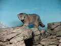 Фотогалерея: лучшие фото манула