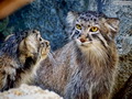 Фотогалерея: лучшие фото манула