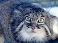 Фотогалерея: лучшие фото манула
