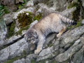 Фотогалерея: лучшие фото манула