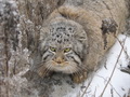 Фотогалерея: лучшие фото манула