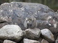 Фотогалерея: лучшие фото манула