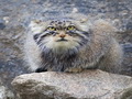 Фотогалерея: лучшие фото манула