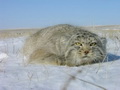 Фотогалерея: лучшие фото манула