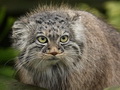 Фотогалерея: лучшие фото манула