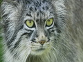 Фотогалерея: лучшие фото манула