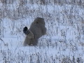 Фотогалерея: лучшие фото манула