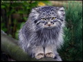 Фотогалерея: лучшие фото манула