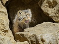 Фотогалерея: лучшие фото манула