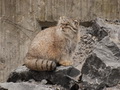 Фотогалерея: лучшие фото манула