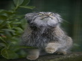 Фотогалерея: лучшие фото манула