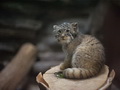 Фотогалерея: лучшие фото манула