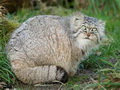 Фотогалерея: лучшие фото манула