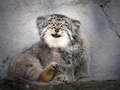 Фотогалерея: лучшие фото манула