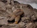 Фотогалерея: лучшие фото манула