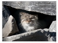 Фотогалерея: лучшие фото манула
