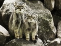 Фотогалерея: лучшие фото манула
