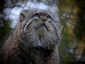 Фотогалерея: лучшие фото манула