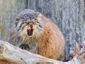 Фотогалерея: лучшие фото манула
