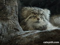 Фотогалерея: лучшие фото манула